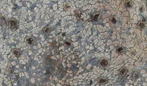 Attēlu rezultāti vaicājumam “Trapelia coarctata”