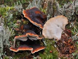 Attēlu rezultāti vaicājumam “Ischnoderma benzoinum”