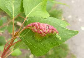 Attēlu rezultāti vaicājumam “Thecabius affinis”