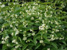 Attēlu rezultāti vaicājumam “Vincetoxicum hirundinaria flower”