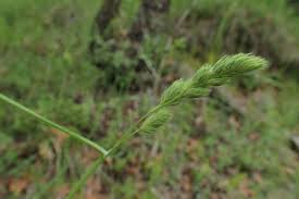Attēlu rezultāti vaicājumam “Dactylis glomerata subsp. glomerata”