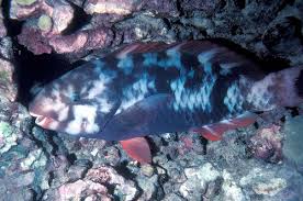 Image result for Chlorurus perspicillatus