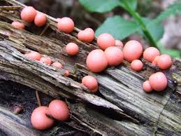 Attēlu rezultāti vaicājumam “Lycogala cf. convexum sessile”