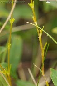 Attēlu rezultāti vaicājumam “Sagina nodosa”