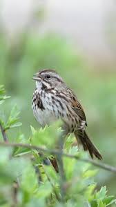 Image result for Melospiza melodia