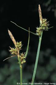 Attēlu rezultāti vaicājumam “Carex pilulifera”