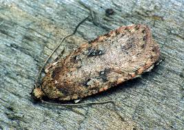Attēlu rezultāti vaicājumam “Agonopterix ciliella”