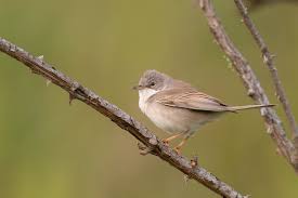 Attēlu rezultāti vaicājumam “Sylvia communis”