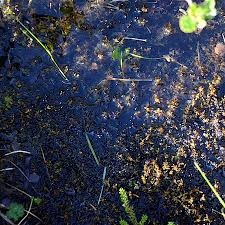 Attēlu rezultāti vaicājumam “Sphagnum platyphyllum”