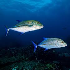 Image result for Caranx melampygus