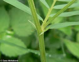 Attēlu rezultāti vaicājumam “Vicia tenuifolia”