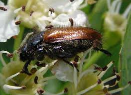 Attēlu rezultāti vaicājumam “Phyllopertha horticola”