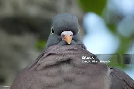 Image result for Columba palumbus