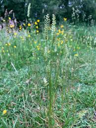 Attēlu rezultāti vaicājumam “Cynosurus cristatus flower”