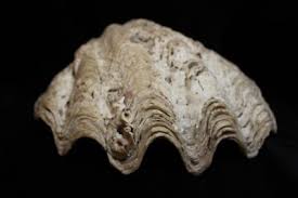 Image result for tridacna