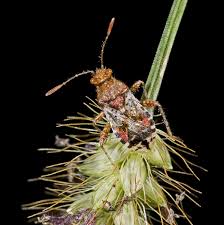 Attēlu rezultāti vaicājumam “Rhopalus maculatus imago”