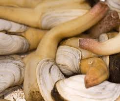 Image result for geoduck