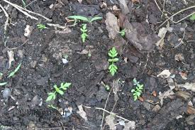 Attēlu rezultāti vaicājumam “Ambrosia artemisiifolia bud”