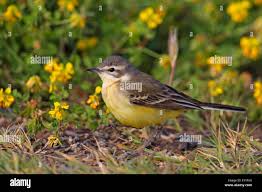 Attēlu rezultāti vaicājumam “Motacilla flava flava”