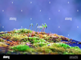 Attēlu rezultāti vaicājumam “Campylium stellatum sporophyte”