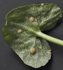 Attēlu rezultāti vaicājumam “Uromyces dactylidis”