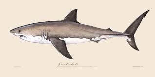 Image result for Carcharodon carcharias