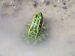 File:Northern Leopard Frog Ontario 1.JPG - Wikipedia, the free ...