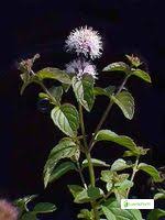 Attēlu rezultāti vaicājumam “Mentha x verticillata leaf”