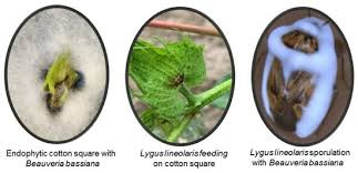 Attēlu rezultāti vaicājumam “Cribraria vulgaris stalked”