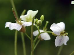Attēlu rezultāti vaicājumam “Cardaminopsis arenosa leaf”