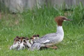 Attēlu rezultāti vaicājumam “Mergus merganser female”