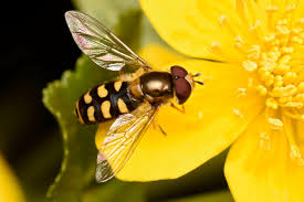 Attēlu rezultāti vaicājumam “Eupeodes nielseni”