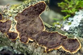 Attēlu rezultāti vaicājumam “Hymenochaete tabacina”