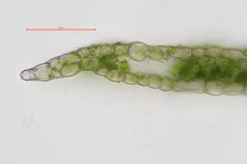Attēlu rezultāti vaicājumam “Conocephalum conicum”