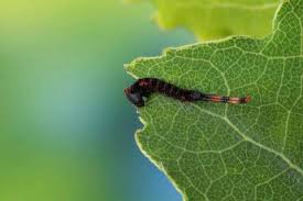 Attēlu rezultāti vaicājumam “Cerura vinula imago”