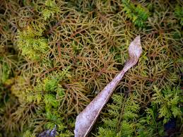 Attēlu rezultāti vaicājumam “Hylocomiastrum umbratum”