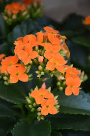 Image result for Kalanchoe blossfeldiana
