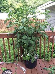 Afbeeldingsresultaat voor black sea man tomato