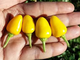 Afbeeldingsresultaat voor thai yellow hot pepper