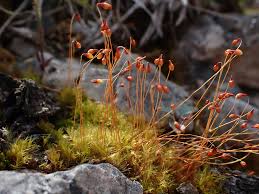 Attēlu rezultāti vaicājumam “Leptobryum pyriforme sporophyte”