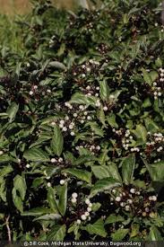 Attēlu rezultāti vaicājumam “Cornus sericea fruit”