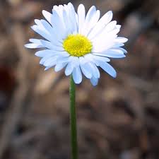 Image result for Bellis perennis