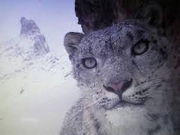 Image result for kernel panic snow leopard