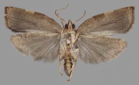 Attēlu rezultāti vaicājumam “Pandemis cinnamomeana female”