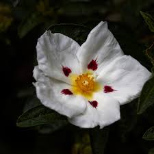 Attēlu rezultāti vaicājumam “Cistaceae”