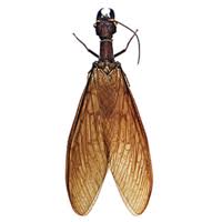 Attēlu rezultāti vaicājumam “Megaloptera”