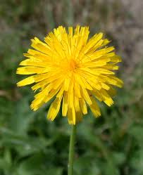 Attēlu rezultāti vaicājumam “Hypochaeris radicata”