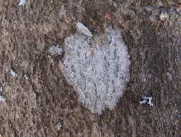 Attēlu rezultāti vaicājumam “Athelia arachnoidea”