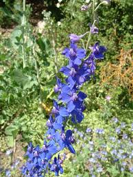 Attēlu rezultāti vaicājumam “Delphinium elatum  flower”