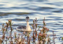 Attēlu rezultāti vaicājumam “Podiceps cristatus juvenile”